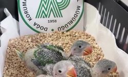 Bursa'da yasa dışı ticarete konu edilen 3 İskender papağanı yavrusu kurtarıldı