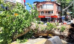 Bursa'da faciadan dönüldü...Asırlık çınar yola devrildi