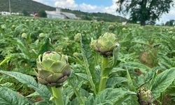 Bursa'nın o köyünde milyondan fazla enginar üretildi