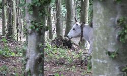 Bursa'nın kurbanlık kara sığırları dağlarda büyüyor