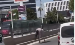 Bursa'da caddeye çıkan atlar sürücülere zor anlar yaşattı