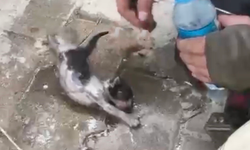 Yangında su ve oksijen verilen yavru kedi hayata döndürüldü