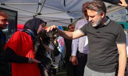 Büyükşehir'den can dostları için yuva seferberliği