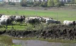 Yerli sığır hem et üretecek hem ormanları koruyacak