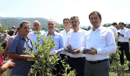 İNEGÖL'DE YABAN MERSİNİ HASADI