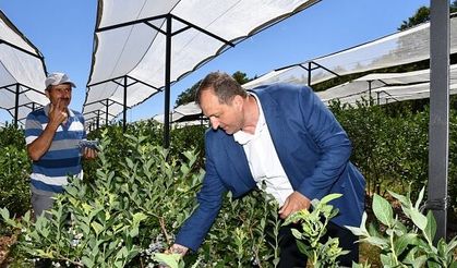 İZNİK'TE 4. MAVİYEMİŞ FESTİVALİ BAŞLIYOR