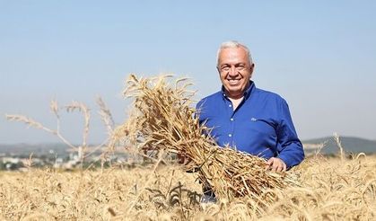 NİLÜFER'DE BUĞDAY HASADI BAŞLADI