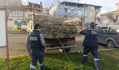 Park ve yeşil alanlarda budama çalışmaları sürüyor