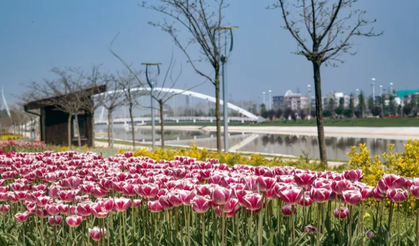 Bursa'da 2.5 milyon süs bitkisi dikildi