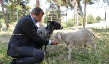 Gürsu'ya butik hayvanat bahçesi