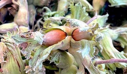 Uludağ'ın fındığı destek bekliyor