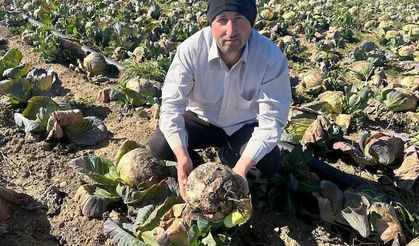 Pazarda 70 lira, tarlada fiyatı... Çiftçinin emeği toprak oldu