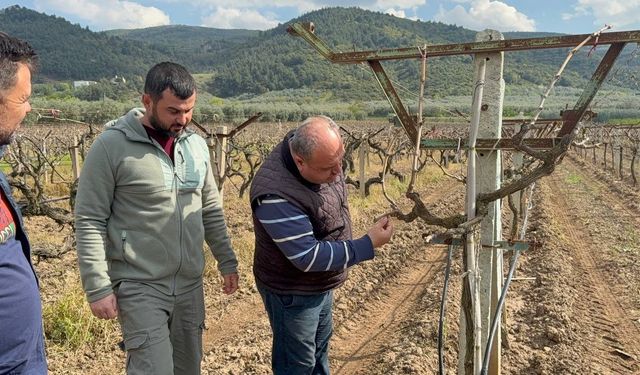 Bursa'da zirai donun faturası ağır olacak