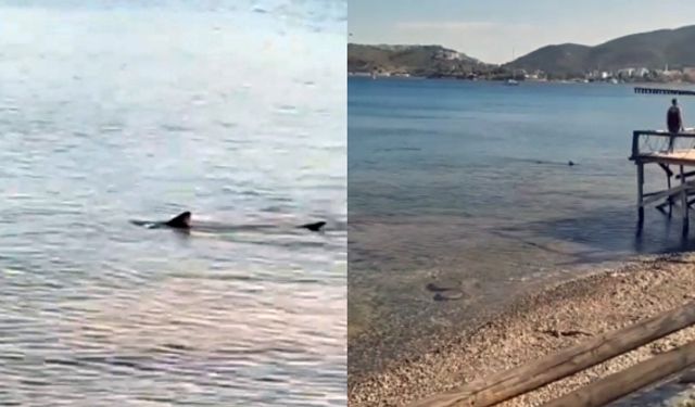 Turizm cennetinde köpek balığı paniği
