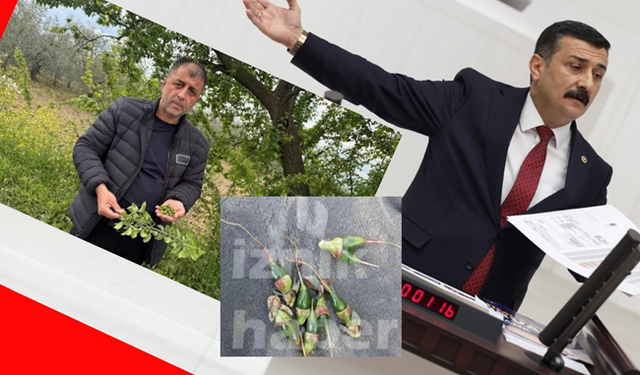 Üreticiyi perişan eden don afeti meclis gündeminde