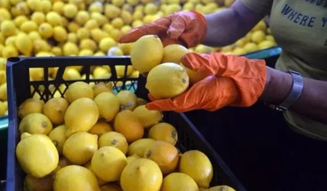 Ticaret Bakanlığı limon satışını yasakladı