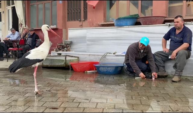 Yaren'in rakibi Bilal Leylek baba oldu