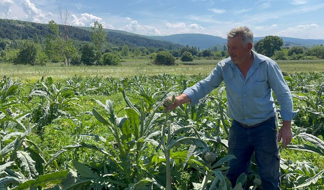 Bursa'da dünyaca ünlü enginar tarlasını hırsızlar talan etti