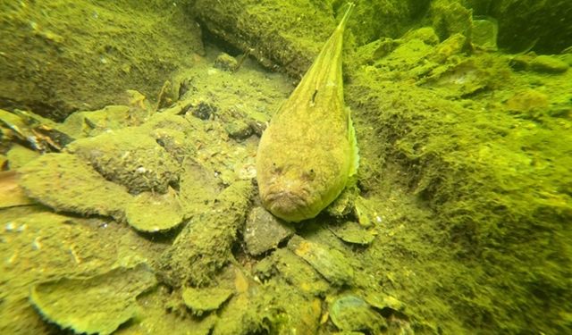 Gemlik Körfezi'nde korkunç kirlilik
