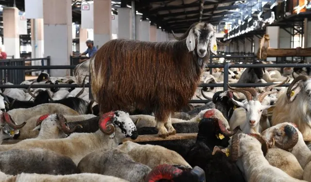 Bursa'da kurban kesim noktaları belli oldu