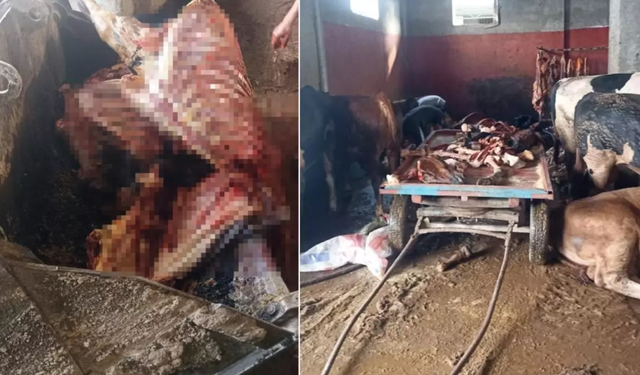 Evde at keserken suçüstü yakalandılar