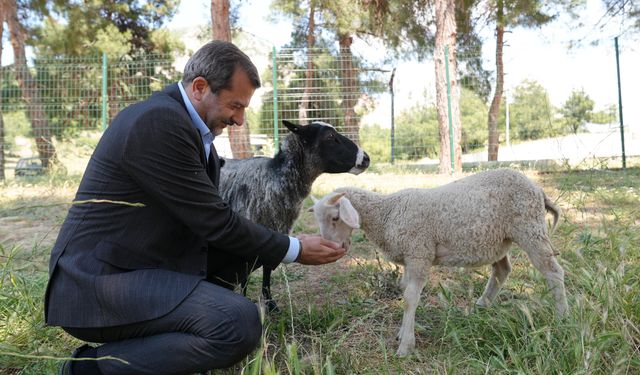 Gürsu'ya butik hayvanat bahçesi