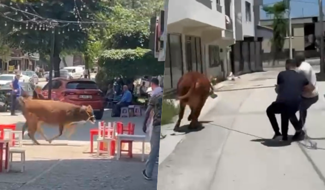 Bursa’da dana ipi kopardı, şehirde mini maraton başladı