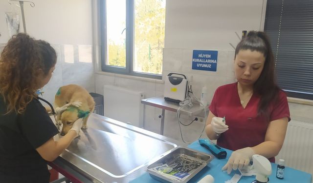 Orman yangınlarından etkilenen hayvanlara belediye şefkati
