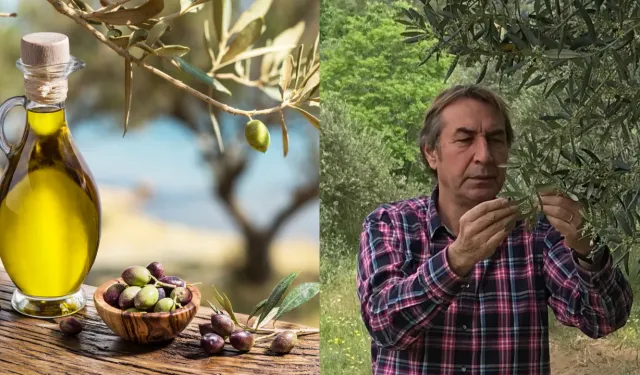 Zeytinde büyük kayıp olacak: "Bu fiyatları kaçırmayın"