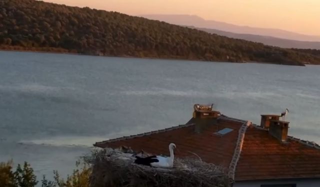 Yaren leylek depremi önceden hissetti