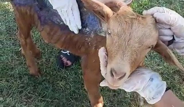 Çanakkale'de orman yangınında yanan keçi Bursa'da tedavi altına alındı