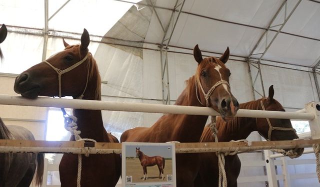 Karacabey'de taylar araba fiyatına satıldı