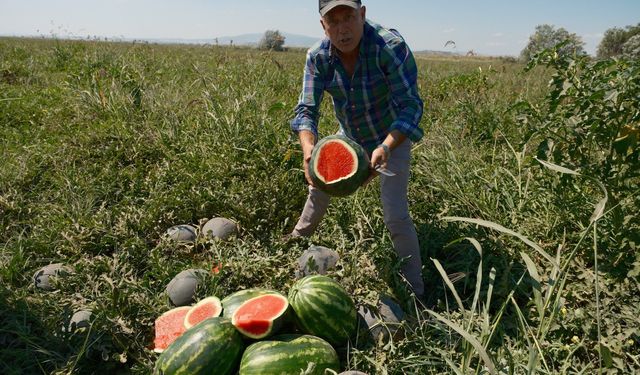 Sözleşmeli ekti 3 bin 500 ton karpuzu tarlada kaldı