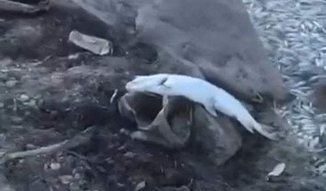 Bursa'da acı tablo, yüzlerce balık kıyıya vurdu