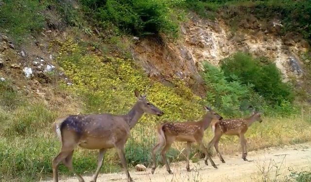 Bursa'da Kızıl geyik ailesi kameralarda