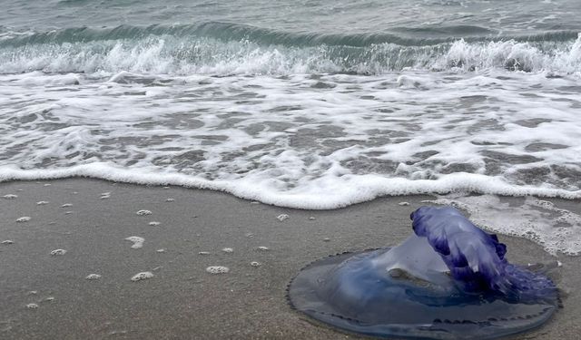 Bursa'da mavi denizanaları sahile vurdu, görenler şaşırdı