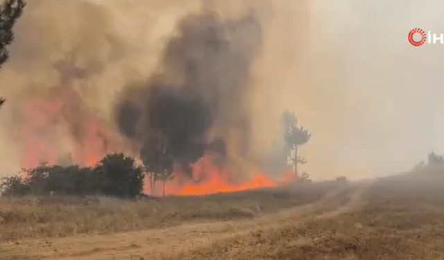 Bursa'da orman yangını