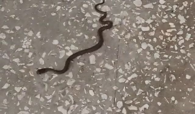 Bursa'da okul koridorunda yılan paniği