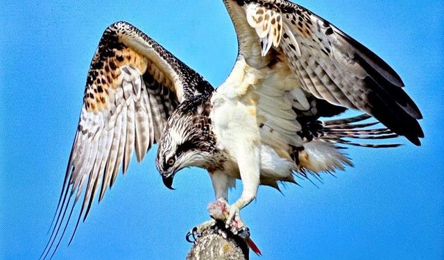 Türkiye’de nadir görülen balık kartalı Bursa’da görüntülendi