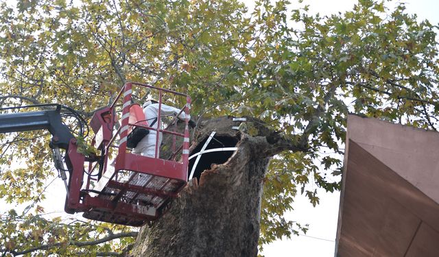 Bursa'nın asırlık çınarı koruma altına alındı