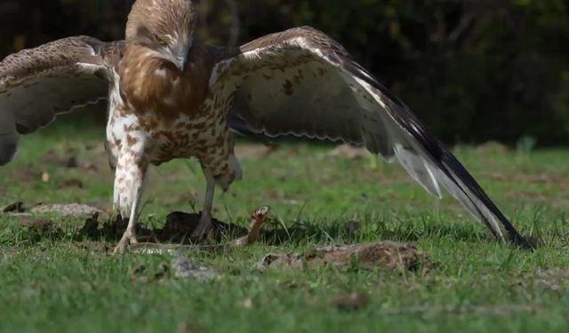 Bursa'da yılanı yakalayan kartal böyle gövde gösterisi yaptı