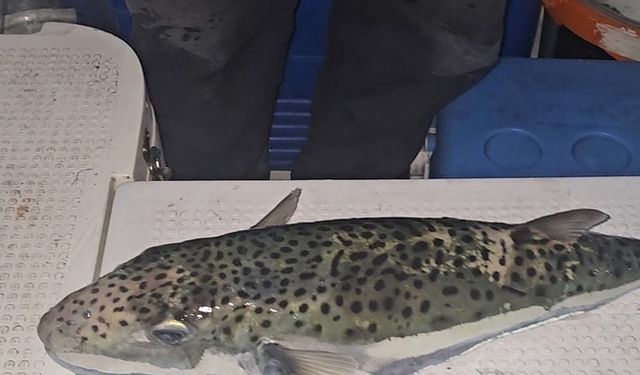 Gemlik Körfezi'nde büyük panik!