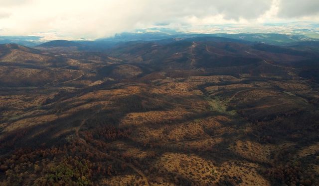 Bursa'yı yeniden yeşertecek 300 bin fidan için ilk adım atıldı