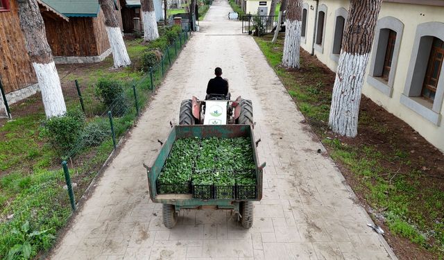 Osmangazi Belediyesi Doğal Üretimle Sofralara Sağlık Sunuyor