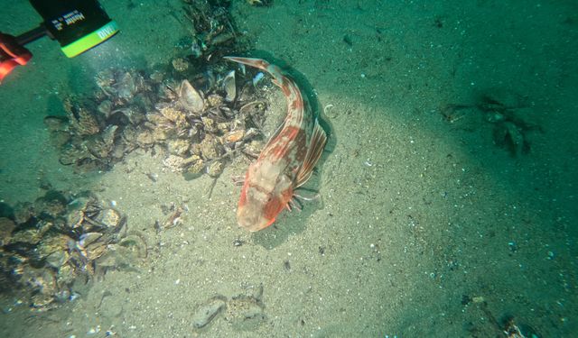 Marmara Denizi'nin ekolojik yapısı mercek altında
