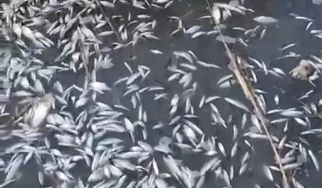 Bursa'da binlerce ölü balık bulundu