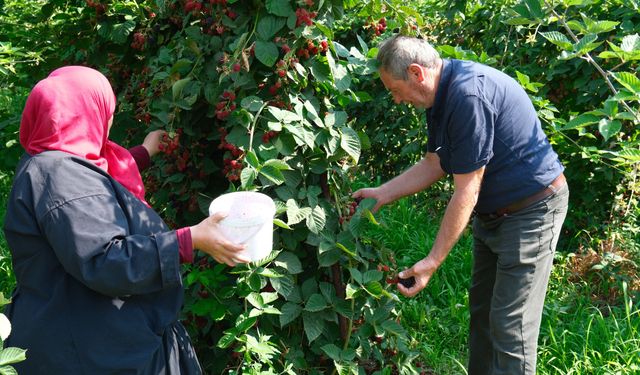 Kestel'de ahududu ve böğürtlen üretimi Sırbistan modeliyle artırılacak
