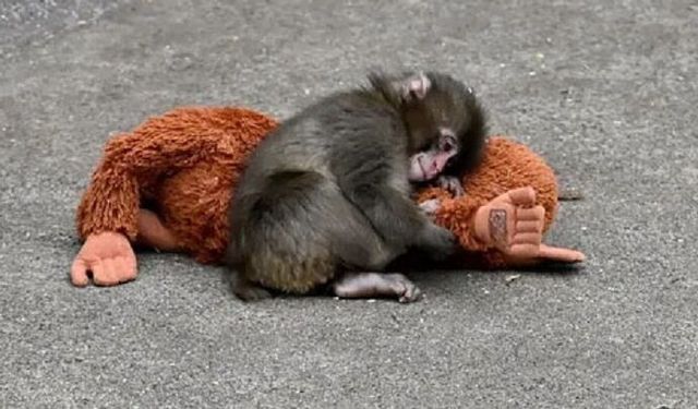 Sosyal Medyayı Duygulandıran Maymun Punch’ın “Anne Oyuncağı” Türkiye’de Satışta