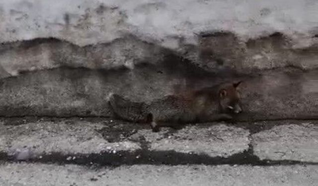 Uludağ'da tilkiye çarpan otomobil sürücüsü yaralı halde bırakıp kaçtı