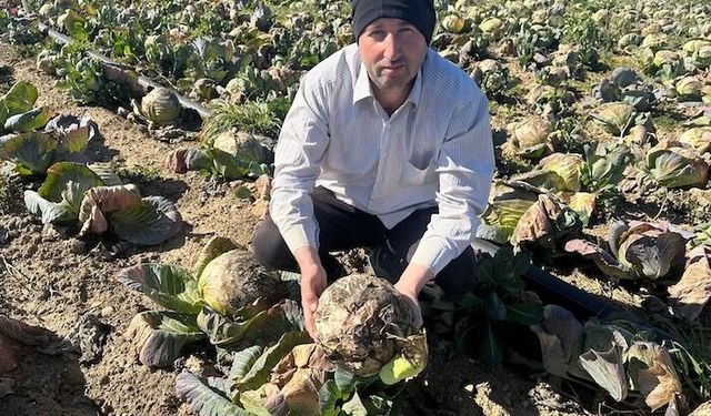 Pazarda 70 lira, tarlada fiyatı... Çiftçinin emeği toprak oldu